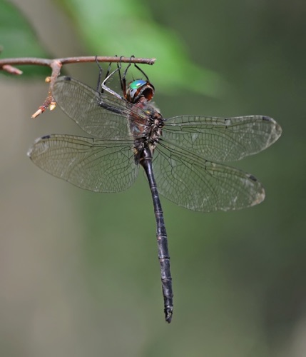 Male
2008_08_29_Floyd